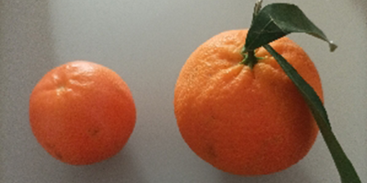 Ci sono clementine e clementine …